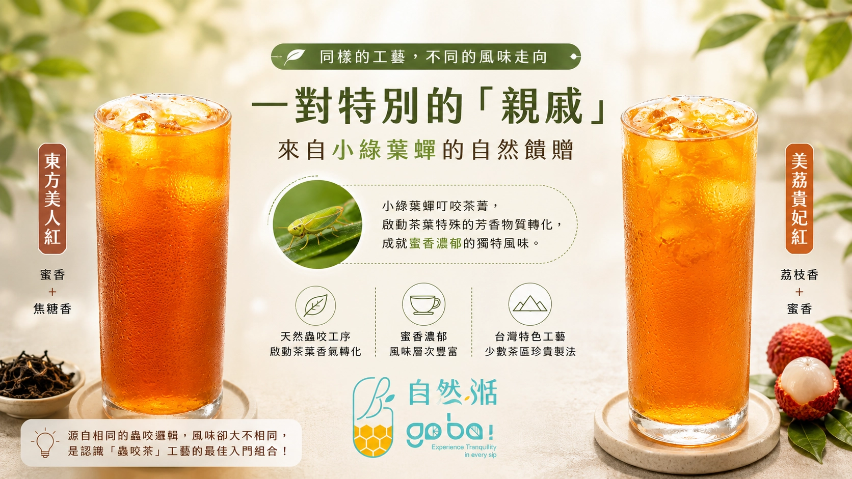 自然湉東方美人紅與美荔貴妃紅|小綠葉蟬著涎茶的蜜香風味比較